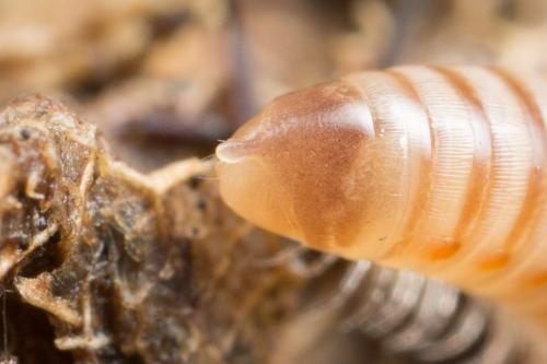 Cylindroiulus punctatus
